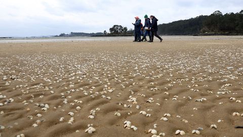 Marisco muerto en Ma��ns donde los bi�logos de cofrad�a de Cabo de Cruz y Xunta hicieron muestreos 
