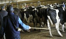Las vacas de desvieje subieron ayer 71 euros y cotizaron de media a 889 euros. 