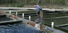 Las piscifactor�as se oponen a la norma de caudal ecol�gico. 