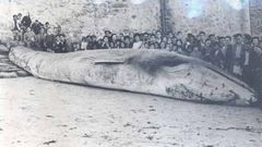 Algunos malpic�ns todav�a tienen memoria de esta imagen, un varamiento en la localidad a comienzos de los 60. Por su tama�o, toda una atracci�n para peque�os y grandes. ARCHIVO DE BEATRIZ OUSINDE