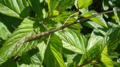 Insecto pau  camuflado