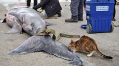 El tibur�n de Ares desata una gran expectaci�n