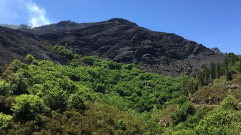 Resistencia ante el fuego. En diversos puntos, el avance de las llamas se detuvo ante las masas de �rboles frondosos 
