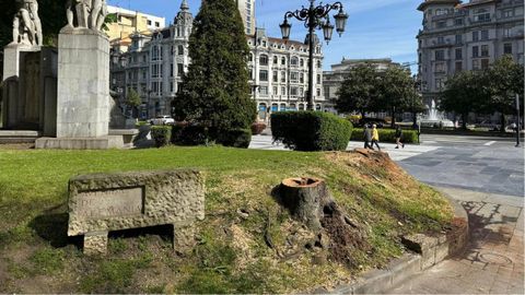Una de las imágenes de un árbol talado en el Campo de San Francisco que comparten desde Los Franciscanos.