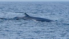 Ballena comn avistada este noviembre en aguas de Arousa.