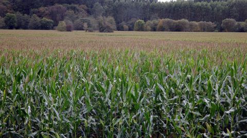 La nueva normativa acortar� los plazos para encontrar variedades�vegetales m�s resistentes a las enfermedades