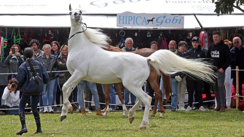 FERIA CABALLAR Y MAQUINARIA AGRICOLA EN SAN MARCOS