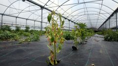 Planta de pimiento de Padr�n afectada por el virus del bronceado
