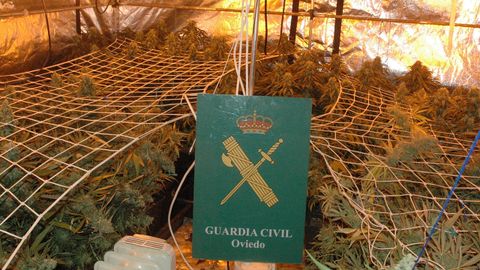  La Guardia Civil detiene en Lena a un hombre por cultivo de marihuana y elaboraci�n de droga