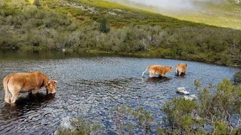 Vacas en la trashumancia desde los Ancares gallegos a los bercianos