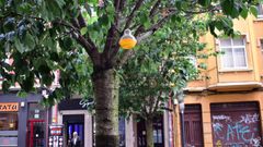 Uno de los �rboles en la avenida de Oza con las trampas para control de plaga de moscas