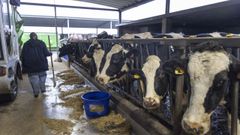 Una granja de vacas en Boimorto.