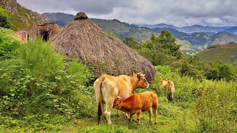 Imagen de archivo de vacas en Asturias