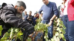 Un grupo de turistas descubren c�mo es la labor de la vendimia en Pobra de Broll�n
