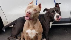 Perros desidratados recuperados por la Polic�a Local en un coche en Oviedo