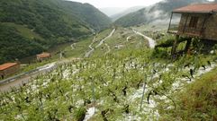 Las vi�as de San Fiz, con el suelo blanco por el granizo el pasado d�a 16