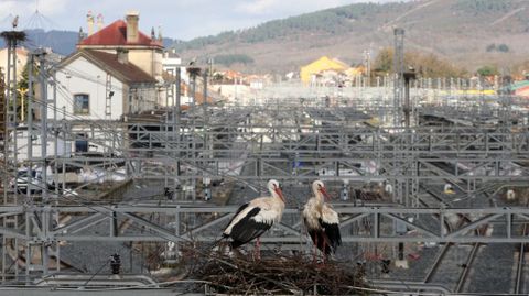 Una pareja de cig�e�as en su nido reci�n reconstruido sobre las v�as de la estaci�n de tren de Monforte