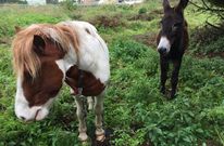 Las cuerdas de los caballos se l�an en sus patas, mientras el asno contin�a suelto. 