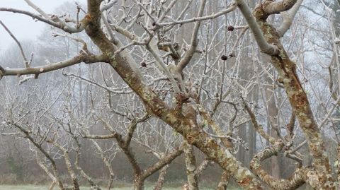 El  fr�o del arranque del a�o retrasa la brotaci�n y previene plagas en frutales y vi�as