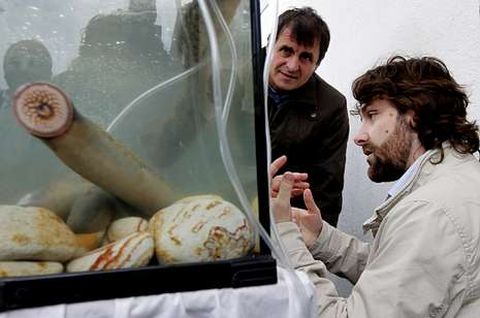El alcalde, Angueira, y el pregonero, el bi�logo Abalo, contemplan un ejemplar vivo.