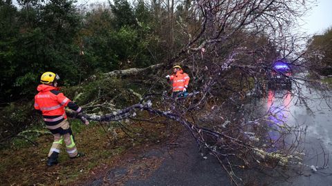 Los bomberos tuvieron que talar un �rbol que hab�a ca�do en la carretera de O Carreir�n en A Illa