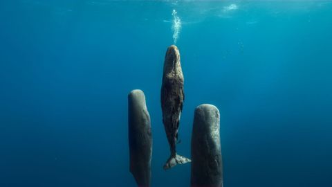 Asia Beneath the Waves