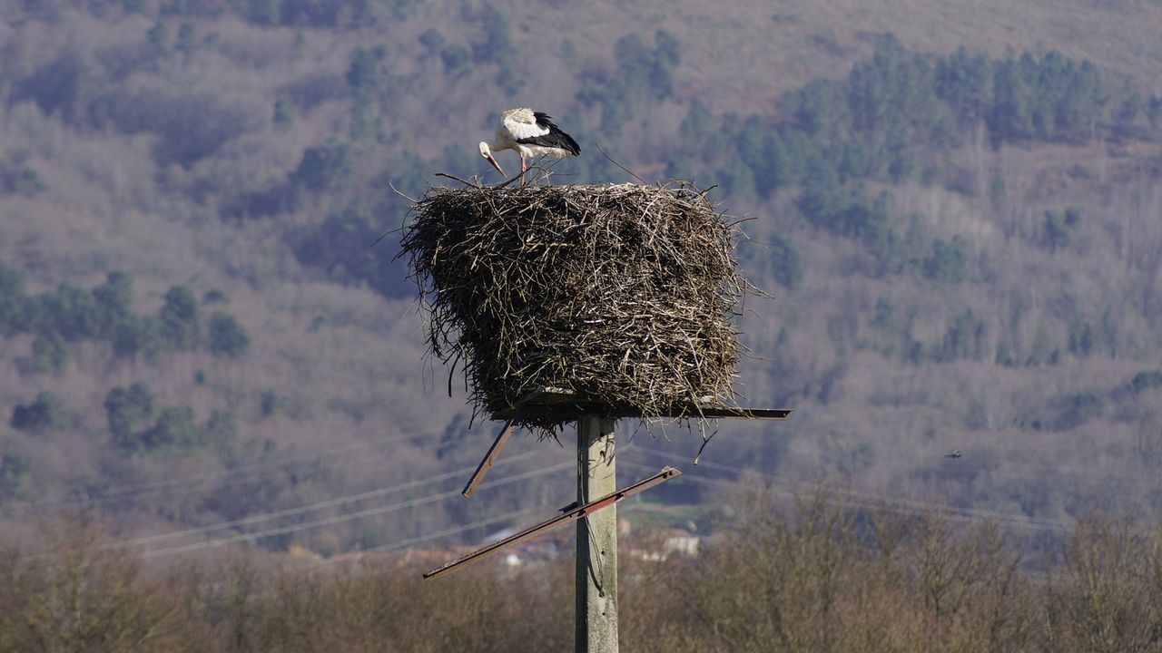 Las cigüeñas dan la voz de alerta sobre la contaminación por pesticidas y mercurio