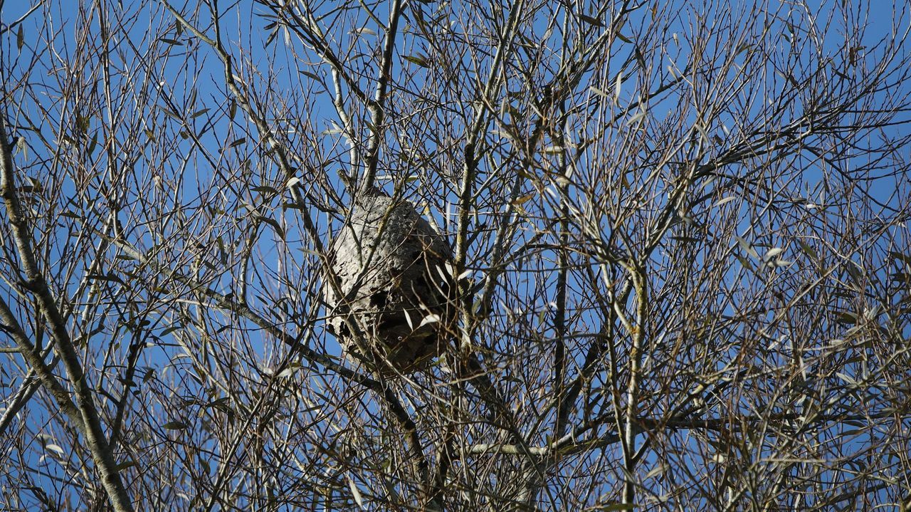 La Xunta destina 1,7 millones de euros a la campaña de retirada de nidos de velutina