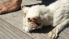 Mou, el gato rescatado de morir ahogado en la r�a de Navia