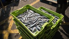 El bocarte, tambi�n conocido como anchoa o boquer�n, se gestiona de dos modos diferentes en las mismas aguas del noroeste donde pueden faenar cerqueros de Galicia, Asturias, Cantabria y Pa�s Vasco