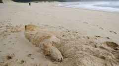 Aparece un ternero muerto en la playa de Doni�os, en Ferrol