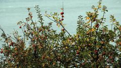 Los manzanos estn muy presentes en distintas comarcas de Galicia