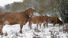 Nieve en Os Ancares