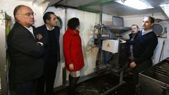 Pincheiros de Burela matan el anisakis en las vísceras que devuelven al mar