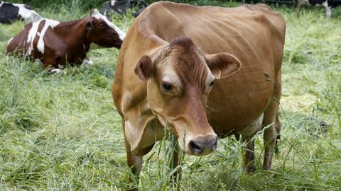 Vacas en pastoreo en una foto de archivo