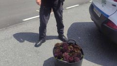 El decomiso se realiz� en A Coru�a dentro del dispositivo contra el furtivismo en la costa