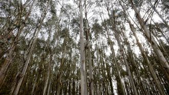 Plantaci&oacute;n de eucalipto, en imagen de archivo
