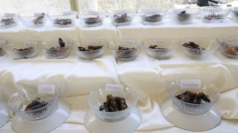 Muestras de los distintos percebes que han competido en este segundo Mundial