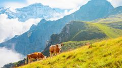Dos vacas pastando en un paisaje alpino de Suiza 