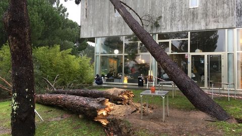 rbol cado sobre la escuela de arte Antonio Falde en Ourense