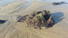 Restos de un tronco del bosque f�sil de Ponzos, en una imagen tomada estos d�as