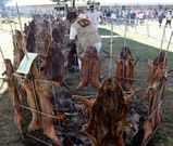<span lang= es-es >En c�rculo</span>. Los fuegos para asar los lechones se encendieron de madrugada. El truco es cocinarlos en brasas de madera de roble situando las piezas a la distancia adecuada y en redondo. 