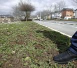 Tramo de c�sped totalmente deteriorado por el trabajo de los topos. 