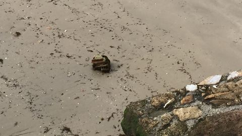 CHEQUEO PLAYA Y PUERTO DE INSUELA DE PALMEIRA