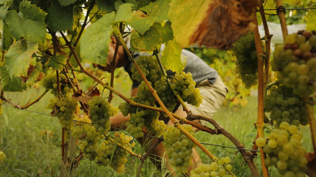 Las bodegas gallegas aceleran la búsqueda de temporeros ante el posible adelanto de la vendimia
