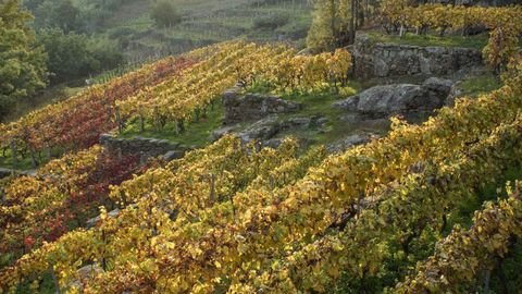 Viedos en O Ribeiro