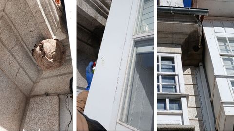 El nido de velutina ubicado en el consistorio local, justo al lado del edificio de Abanca, fue fumigado a trav�s de una ventana del concello