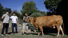Mario Nogueira, Pablo Iglesias y Alberto Arij�n, junto a la vaca Sinda.