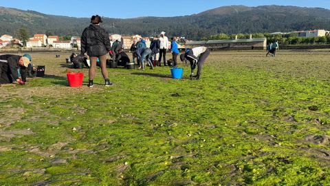 Retirada de algas en el banco marisquero de A Virxe do Cami�o de Muros