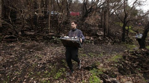 Un voluntario baja con plantas entre unas encinas quemadas en el incendio de septiembre